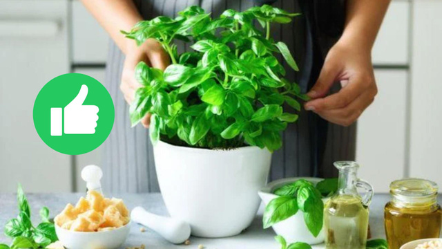Desde que descobri o poder desse ingrediente para as minhas plantas, nunca mais eu joguei fora!