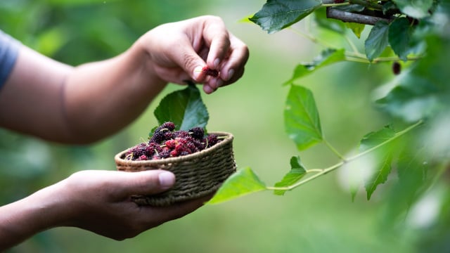 O fruto esquecido e rico em vitamina C: um aliado para o coração, olhos e a pressão arterial