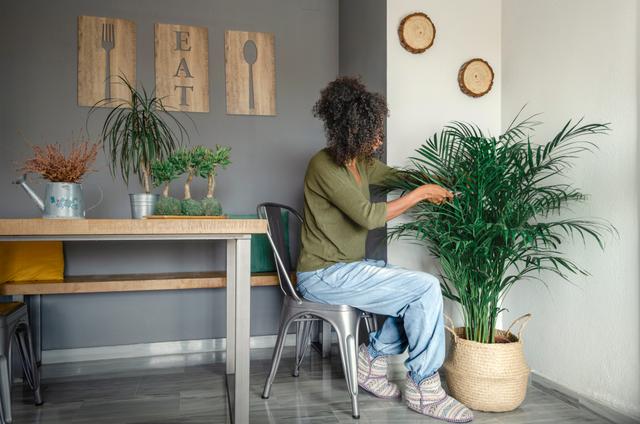 Procurando uma planta grande para decorar a sua casa? Conheça essas 6 espécies fáceis de manter