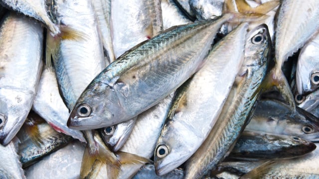 Nem namorado, nem tainha: peixe esquecido está conquistando os brasileiros por ser barato, leve e supernutritivo