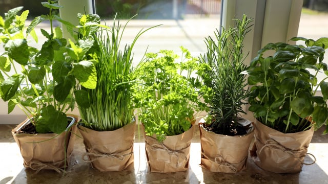 Não é só a ventilação: é por isso que as casas francesas não ficam com cheiro de gordura, a purificação natural das ervas explica tudo