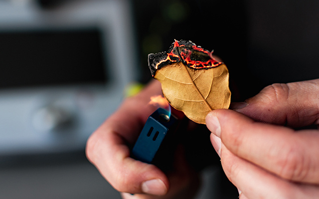 Queimar folhas de louro: um hábito antigo que transforma o ambiente da sua casa