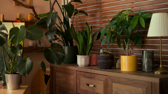 Decore a sua casa com essas plantas para o Ano-Novo se quiser mais prosperidade em 2025
