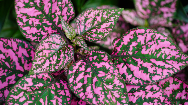 A mistura de cores nas folhas dessa planta vai dar um toque especial na decoração da sua casa (Créditos: Freepik)