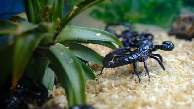 Poucas pessoas sabem, mas essas 3 plantas atraem escorpiões: saiba como prevenir e deixe seu jardim protegido