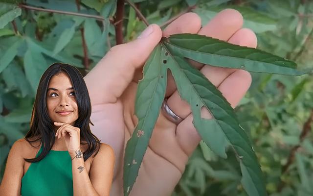 2 folhas dessa planta que nasce no mato podem salvar a sua saúde: pode comer ou fazer chá