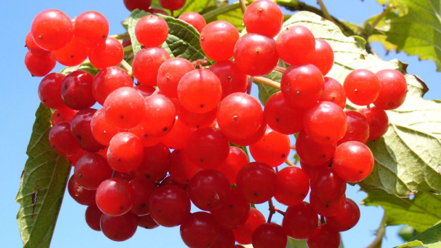 Essa pequena fruta é maravilhosa para os rins e ajuda a prevenir infecções urinárias; veja como consumir