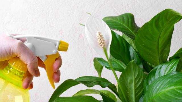 Com esse truque simples você vai saber o momento certo de regar o lírio-da-paz: cultivo dessa planta que é ótima para ter em casa é fácil