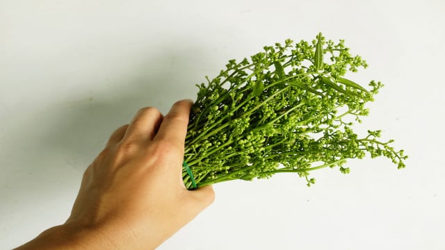 Nem alecrim, nem hortelã: essa planta considerada medicinal cria uma barreira contra os mosquitos no seu quintal