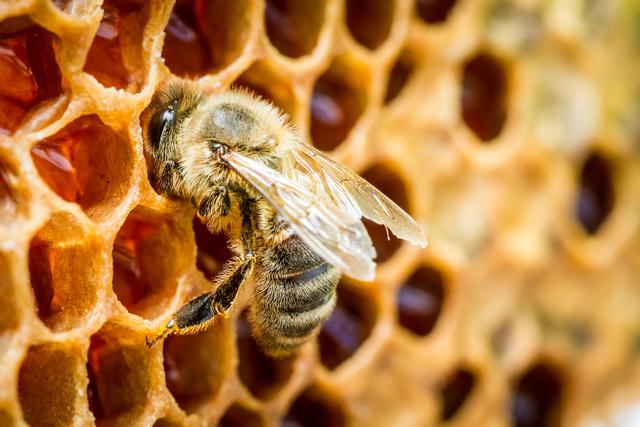 Benefícios do própolis: saiba tudo sobre o antibiótico natural produzido pelas abelhas