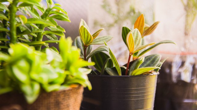 35 plantas que amam sol para cultivo em jardim, varanda ou vaso, segundo jardineira experiente