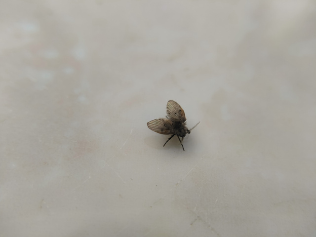 Chega de moscas de banheiro: saiba por que elas aparecem e acabe de uma vez por todas com esse problema!