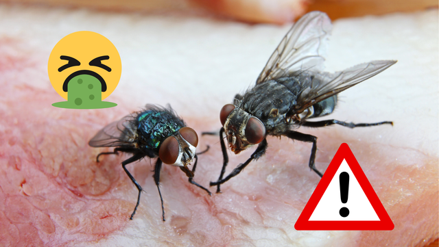 Veja esse vídeo antes de comer algo que uma mosca tenha pousado em cima