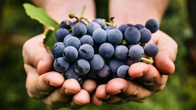 Com benefícios além do vinho, a uva é uma amiga poderosa do seu coração