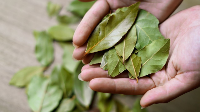 Comum na cozinha, o louro pode ajudar a perfumar os ambientes quando é usado junto com água e vinagre (Créditos: Shutterstock)