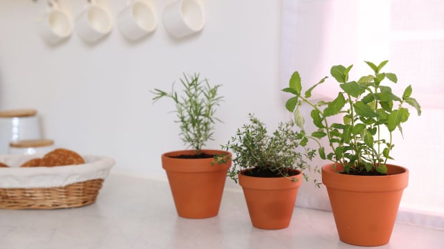 Como fazer para alecrim, tomilho e lavanda crescerem rápido no seu vaso? Aqui estão os segredos de especialistas!