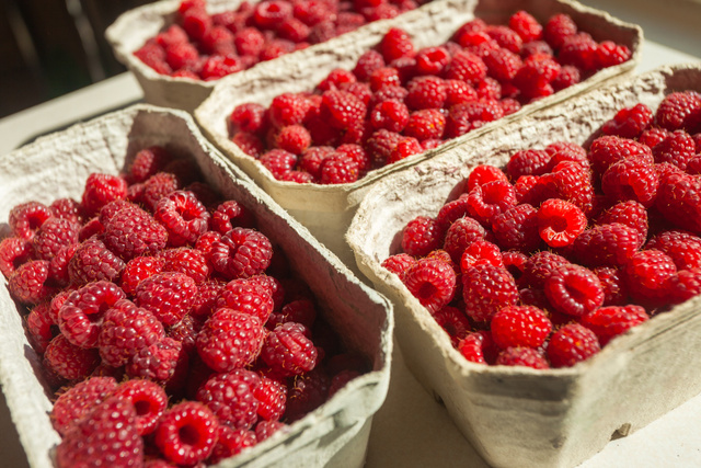 Os benefícios da framboesa: fruta vermelha só é pequena no tamanho, conheça as grandes vantagens de incluir essa delícia na alimentação