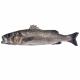 peixe robalo