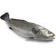 peixe corvina