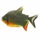 peixe tambaqui