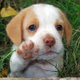 Avatar de francieli grings
