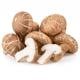 cogumelo shiitake