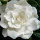 Avatar de Gardenia Assis de Freitas Morais