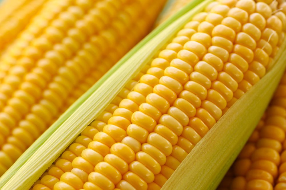 o milho é um dos cereais mais consumidos