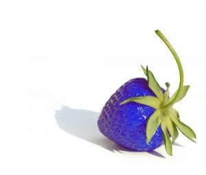 Morango azul existe Descubra a história por trás dessa fruta