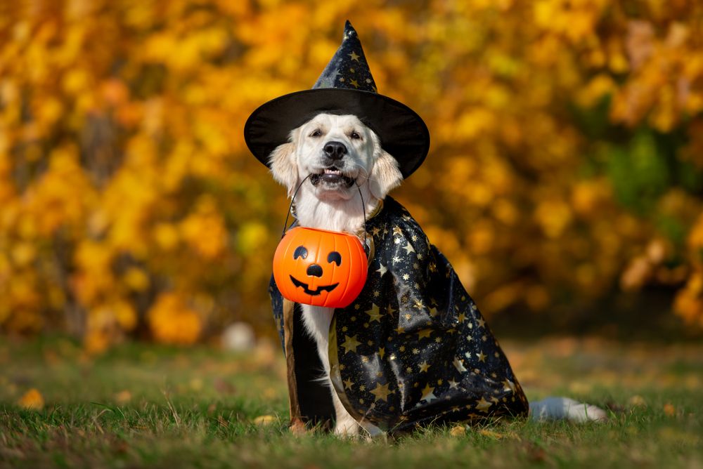 Cachorro com chapéu e capa de bruxa carregando um cesto de abóbora com a boca ao ar livre