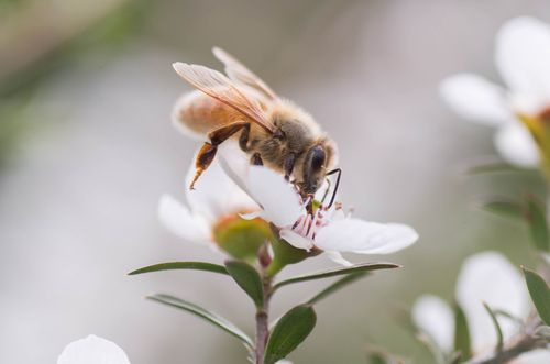 Abelha retirando néctar da flor manuka
