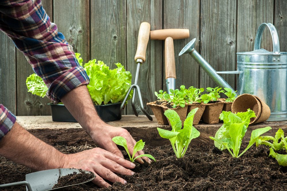Invista na horta caseira para alimentos saudáveis, além de economizar. 