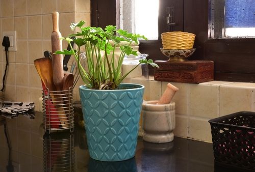 Invista em plantas na cozinha: elas fazem a diferença na decoração