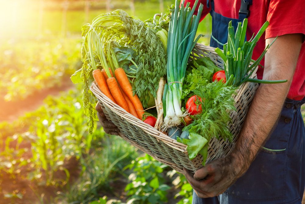 Aproveite até o talo dos legumes e verduras em receitas surpreendentes,  nutritivas e econômicas - TudoGostoso