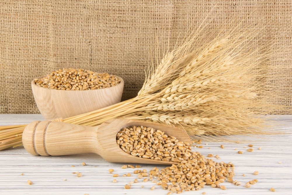 A riqueza de proteínas no levedo de cerveja