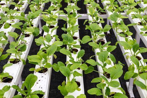 Iniciativa verde: estufa no telhado de supermercado