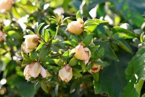 O que são as plantas alimentícias não convencionais