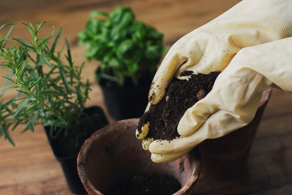 Como deixar qualquer terra boa para plantar! Simples e Rápido