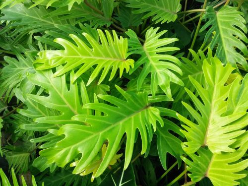 Xanadu: folhagem que combina com as flores