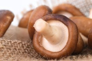 recheios diferentes para rolinho primavera