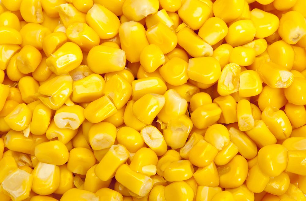 conheça os principais benefícios do milho